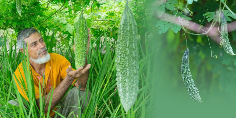 Grow Healthy and High Quality Bitter Gourd with Galway Krisham