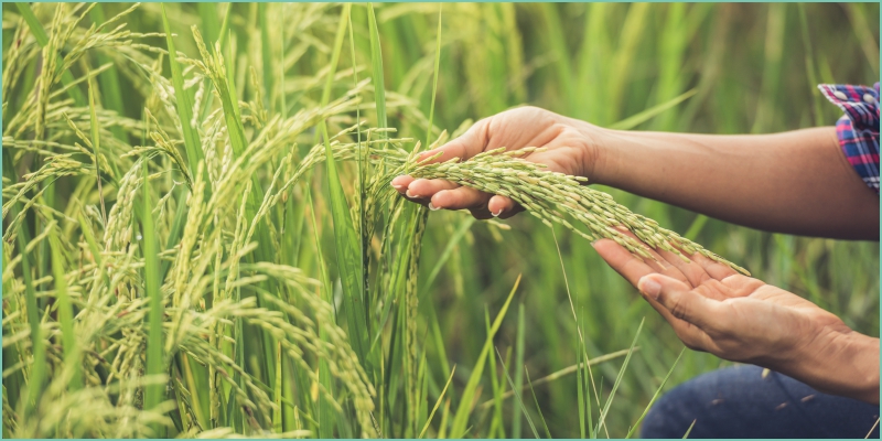 Reap the treasure of Advanced Paddy Cultivation with Galway Krisham -Part 2