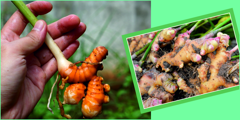 Galway Krisham - Bring prosperity with Ginger Cultivation