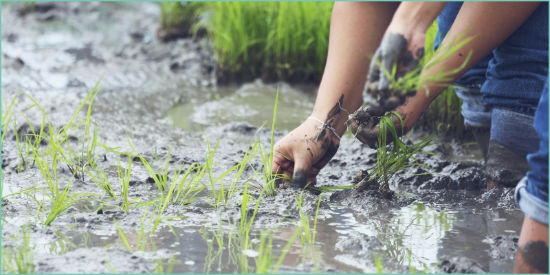 Grow Organic Paddy for Better Health and Wealth- (Part 1 – Sowing)