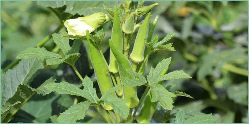 Boost Your Okra Yield with Galway Krisham Products