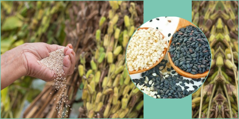 How to get healthy sesame crop from Galway Krisham