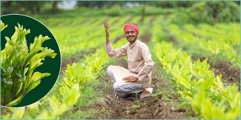 Seaweed: A Trusted Partner for Soil, Crops and Farmers