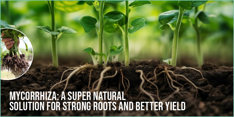 Mycorrhiza : A Super Natural Solution for Strong Roots and Better Yield